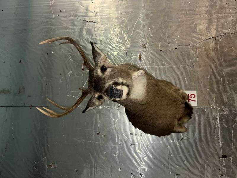 Antiques, Taxidermy, Video Games, Action Figures, Legos, Pokemon, Collectibles, & More!!!